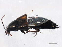 Image of Beetle