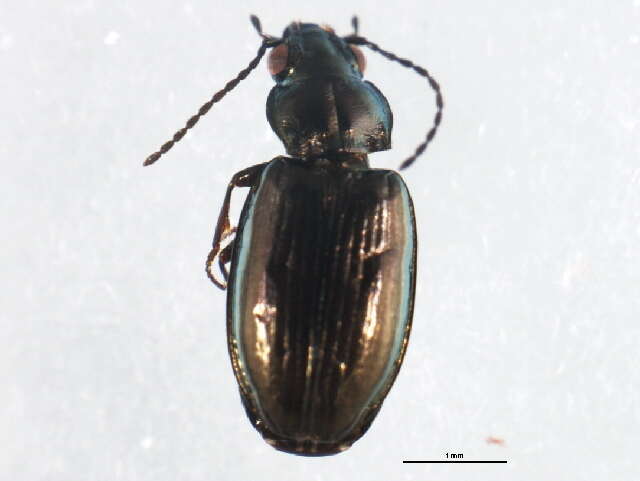 Image of Bembidion (Plataphus) breve (Motschulsky 1845)