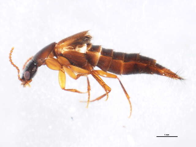 Image of Quedius (Microsaurus) velox Smetana 1971