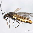 Image of <i>Malthodes macnabi</i>