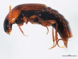 Image of Tachinus (Tachinus) elongatus Gyllenhal 1810