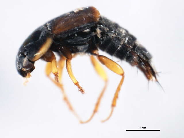 Image of Tachinus