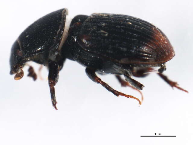 Image of Otophorus