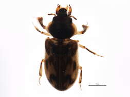 Image of Neoheterocerus