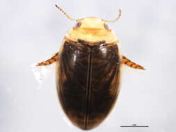 Image of Laccophilus biguttatus Kirby 1837