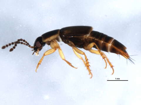 Image of Tachinus