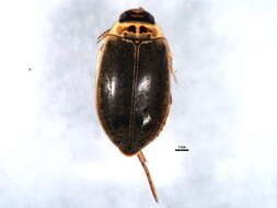 Image of Predaceous diving beetle