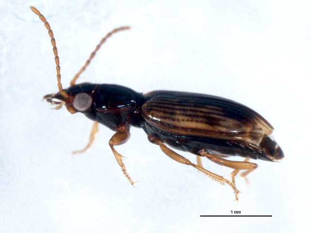 Bembidion (Furcacampa) impotens Casey 1918的圖片