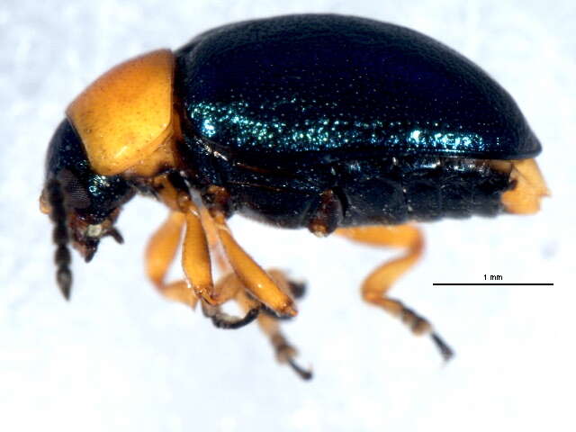 Image of Gastrophysa (Gastrophysa) polygoni (Linnaeus 1758)