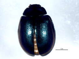 Image of willow leaf beetle