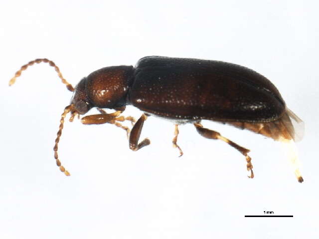 Image of orsodacnid leaf beetles