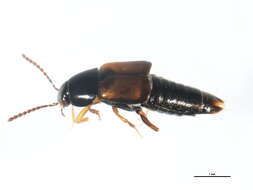 Image of Tachinus