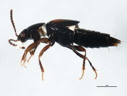 Image of Tachinus