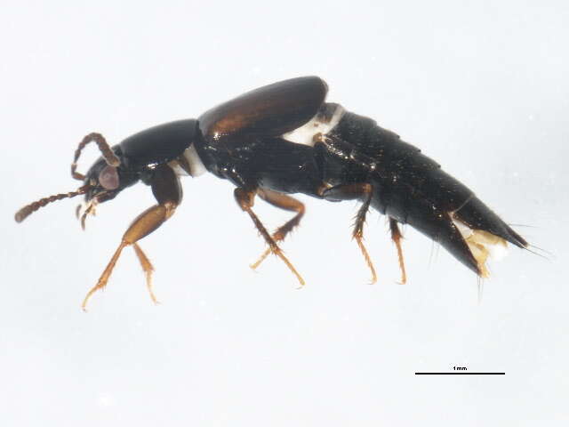 Image of Tachinus