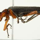 Image of <i>Podabrus tomentosus</i>