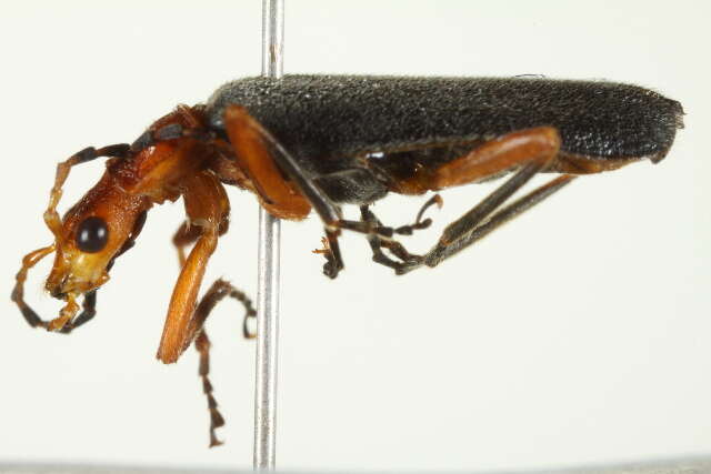 Image of <i>Podabrus tomentosus</i>