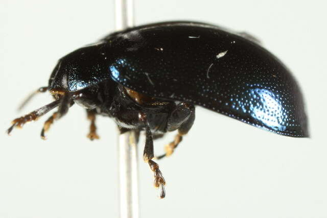 Image of willow leaf beetle