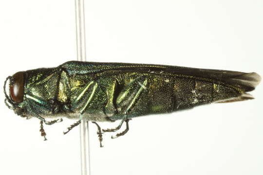 Image of Emerald ash borer