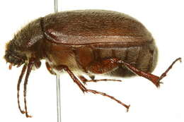 Image of Phyllophaga (Phyllophaga) crenulata (Frolich 1792)