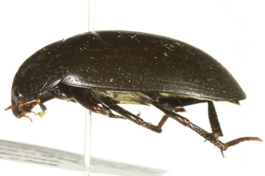 Image of Hydrochara obtusata (Say 1823)