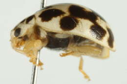 Image de Psyllobora vigintimaculata (Say 1824)