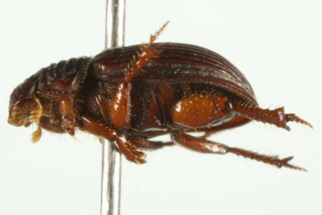 Image of Psammodius laevipennis Costa 1844