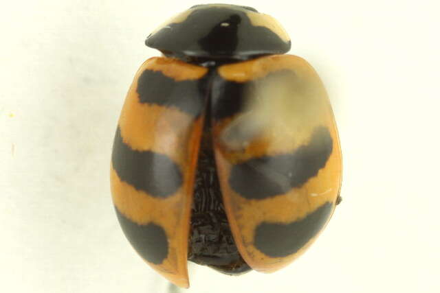 Image of Coccinella trifasciata perplexa Mulsant 1850