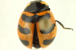 Image of Three-banded Lady Beetle