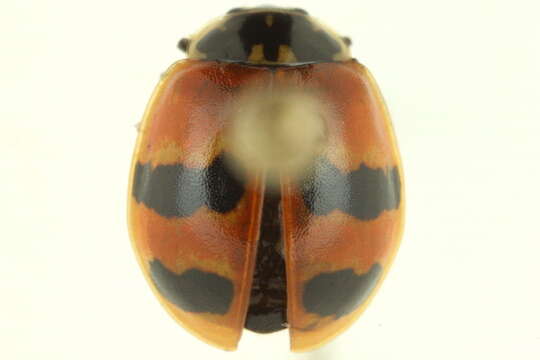 Image of twospotted lady beetle