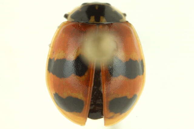 Plancia ëd Adalia bipunctata (Linnaeus 1758)