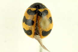 Image of Three-banded Lady Beetle