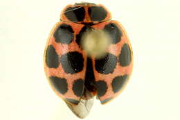 Image of Calvia quatuordecimguttata (Linnaeus 1758)