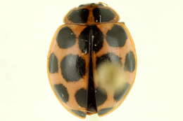 Image of Calvia quatuordecimguttata (Linnaeus 1758)