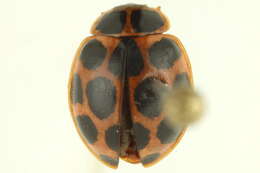 Image of Calvia quatuordecimguttata (Linnaeus 1758)