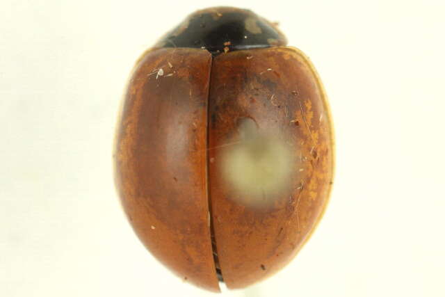 Image of Polished Lady Beetle