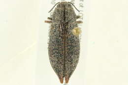 Imagem de Poecilonota cyanipes (Say 1823)