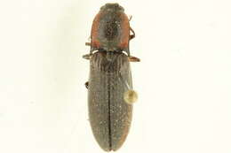 Image of <i>Liotrichus volitans</i>