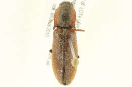 Image of <i>Liotrichus volitans</i>