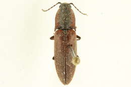 Image of <i>Liotrichus volitans</i>