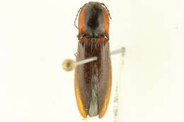 Image of <i>Liotrichus volitans</i>