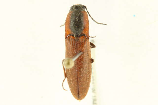 Image of <i>Liotrichus volitans</i>