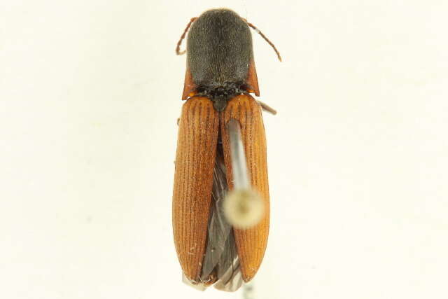 Image of <i>Agriotes tardus</i>