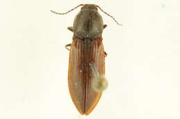 Image of <i>Pseudanostirus hoppingi</i>