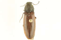 Image de Liotrichus