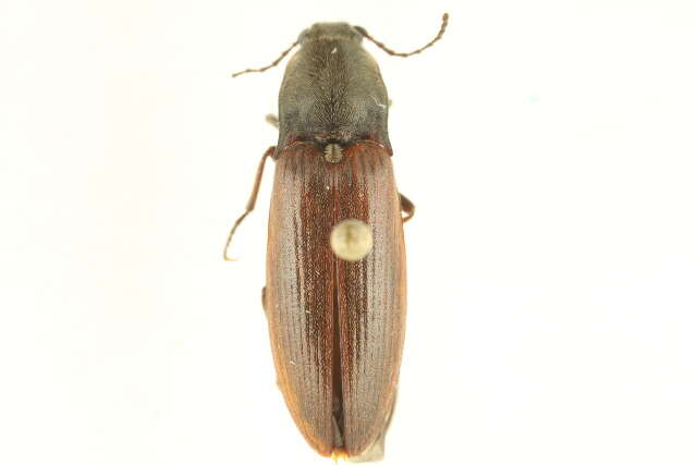 Image of Liotrichus