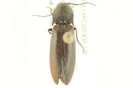 Image of <i>Liotrichus volitans</i>