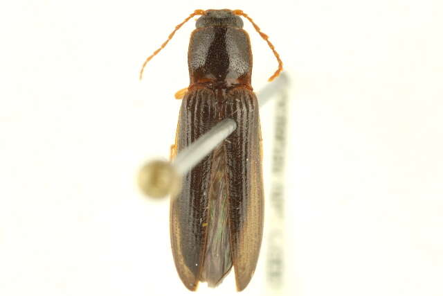 Image of <i>Hemicrepidius simplex</i>