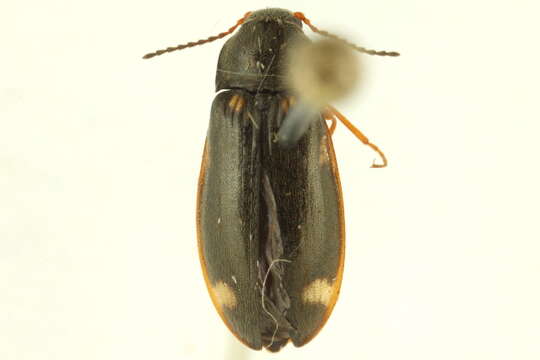 Слика од <i>Eanus albertanus</i>