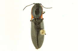 Image of <i>Liotrichus umbricola</i>