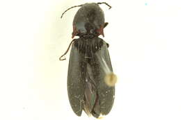 Image of <i>Liotrichus umbricola</i>